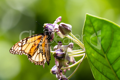 Monarchfalter (Danaus plexippus)