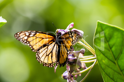 Monarchfalter (Danaus plexippus)