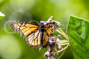 Monarchfalter (Danaus plexippus)