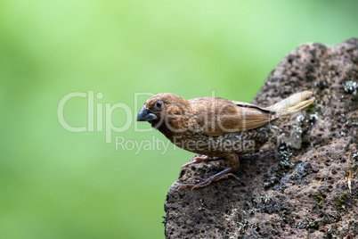 Muskatamadine (Lonchura punctulata)