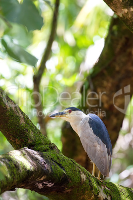 Nachtreiher (Nycticorax nycticorax)