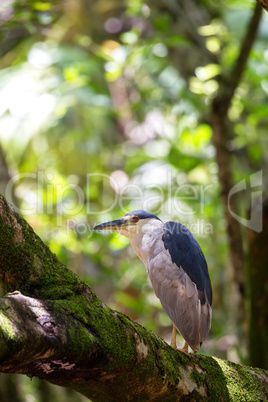 Nachtreiher (Nycticorax nycticorax)