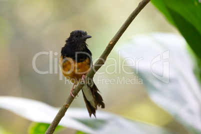 Schamadrossel (Copsychus malabaricus)