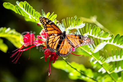 Monarchfalter (Danaus plexippus)