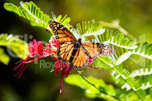 Monarchfalter (Danaus plexippus)