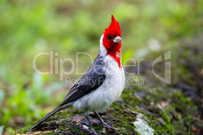 Graukardinal (Paroaria coronata)