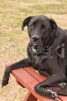 Dog on a picnic table