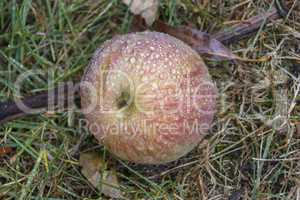 Orchard Apple