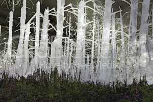 A multi-layered image of the Kaibab forest