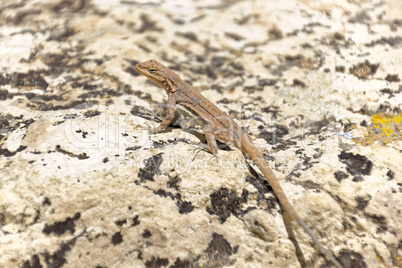 Cape Royal Lizard