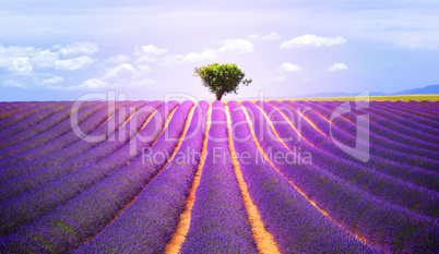 The tree in the lavender