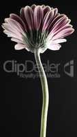 Back side of a Gerbera