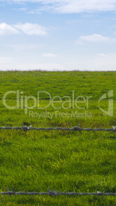 Green grass surface background - vertical