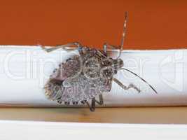 brown marmorated stink bug insect animal