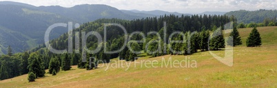 Picturesque spruce grove on slope of Feldberg mountain in Schwarzwald, Germany