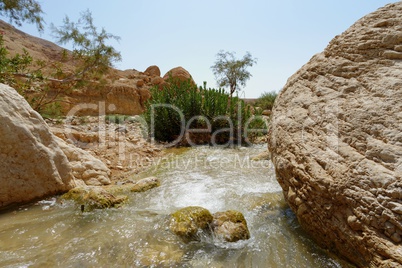 Small creek in the desert (Wadi Ibn Hammad in Jordan)