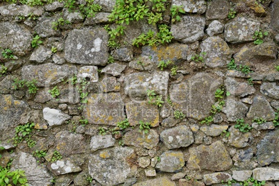 Texture of gray stone wall covered with lichen and plants