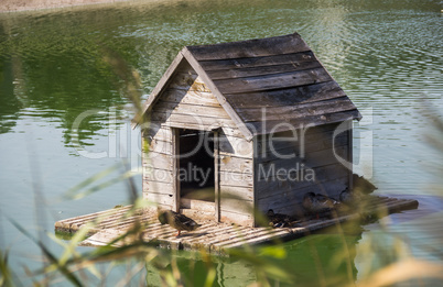 duck house at the pond