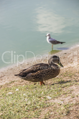 female wild duck