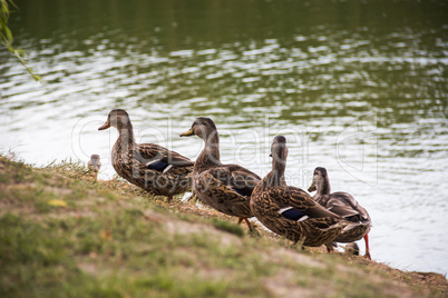 wild ducks at the pond