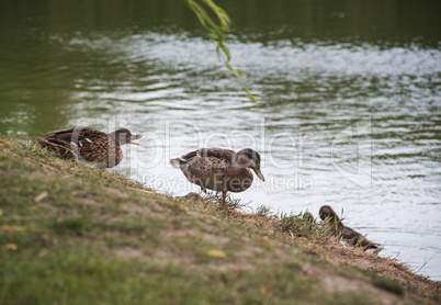 wild ducks at the pond