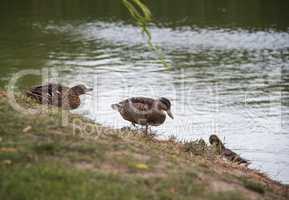 wild ducks at the pond