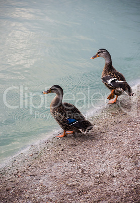 wild ducks at the pond