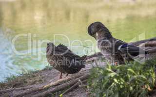 preening wild ducks