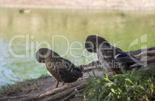 preening wild ducks