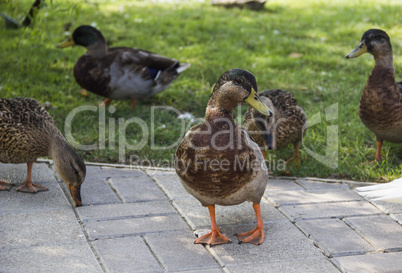 wild ducks