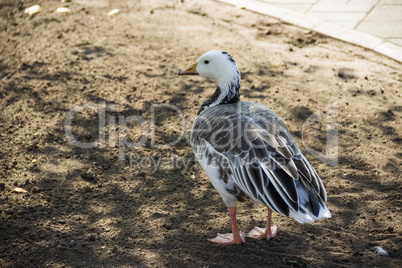 emperor goose