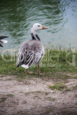 emperor goose