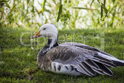 emperor goose