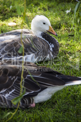 emperor goose