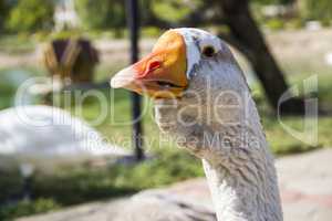 Big grey Toulouse goose