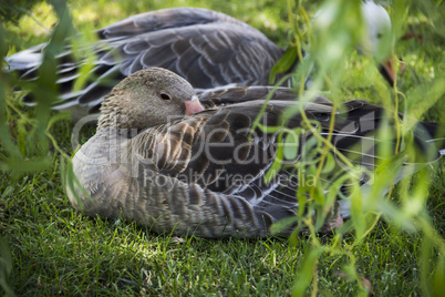 sleeping gooses