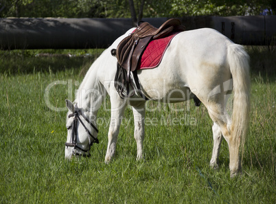 white horse