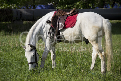 white horse