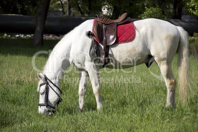 white horse