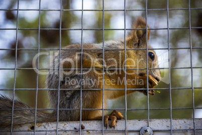 red squirell