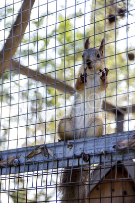 red squirell