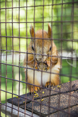 red squirell