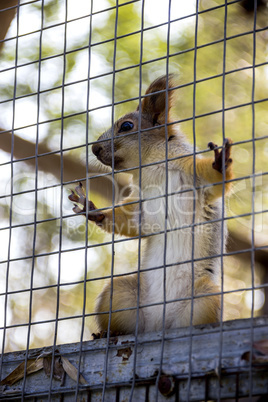 red squirell