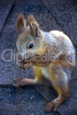 red squirell