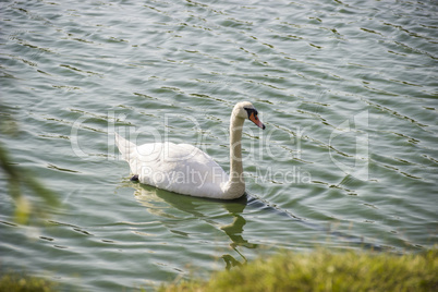 white swan at the pond