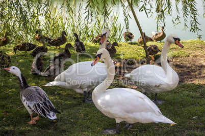 swans and ducks