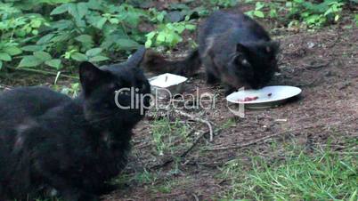 black stray cats