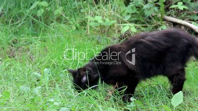 black stray cat