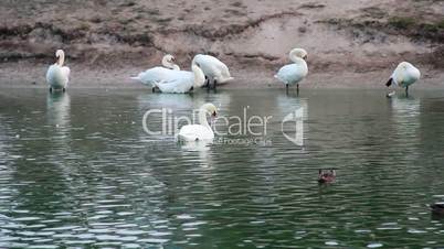 preening swans at the pond