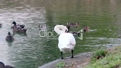 preening swans at the pond